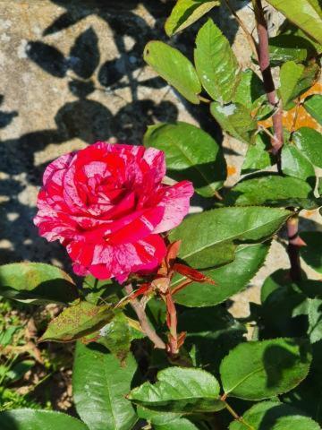 Chambre Romantique Dans Le Chateau De La Bouchatte Chazemais 外观 照片